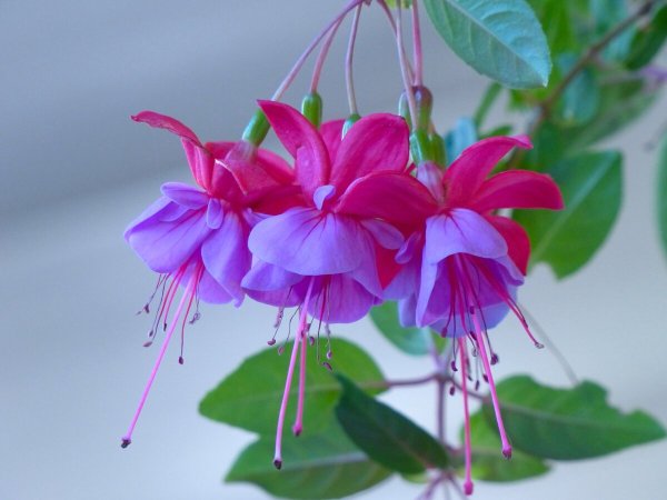 Родина фуксии