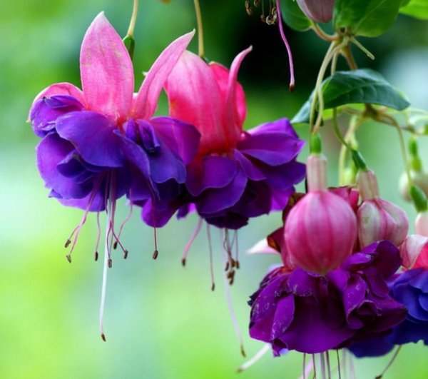 Бугенвиллия Pink Blossom