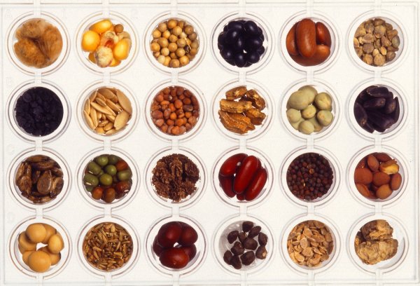 Садовод рынок семена рассада