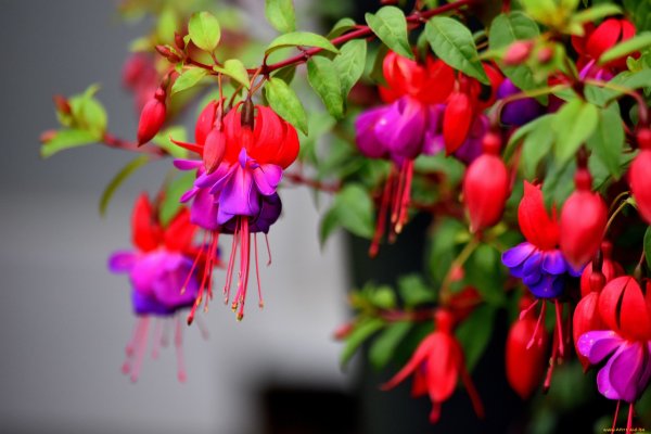 Фуксия Сильвер Шиме