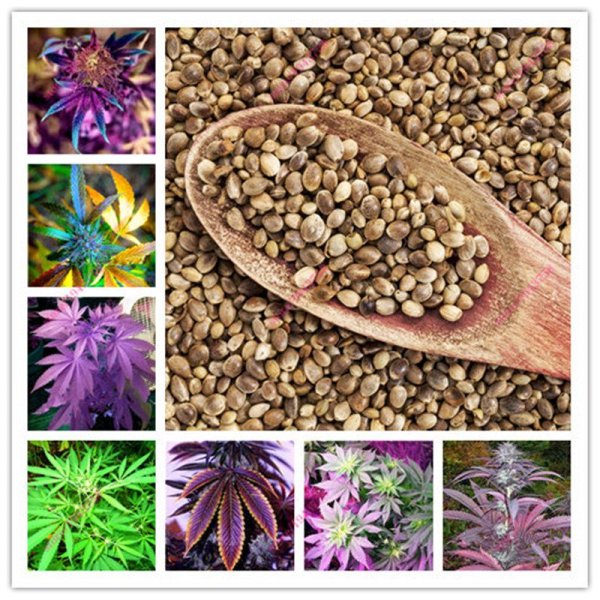 Семена в пакетиках