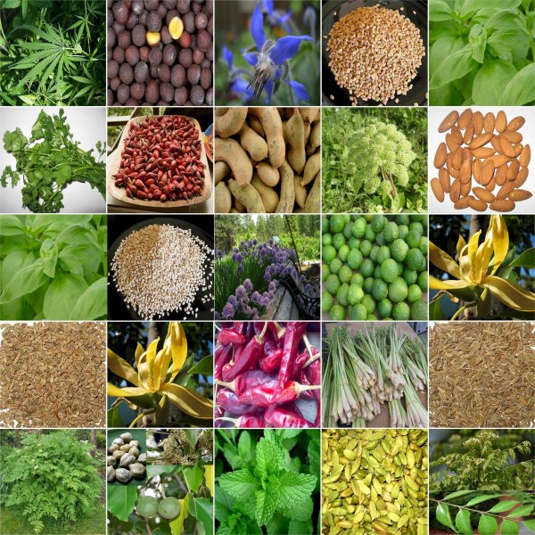 Семена цветов многолетников