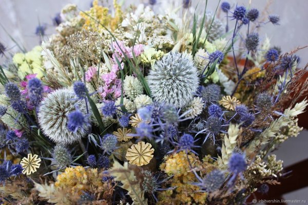 Сухоцвет Erianthus