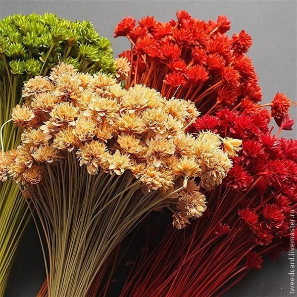 Бессмертники сухоцветы