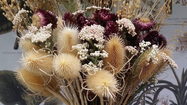 Астра сухоцвет