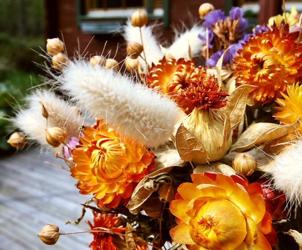 Бессмертники сухоцветы