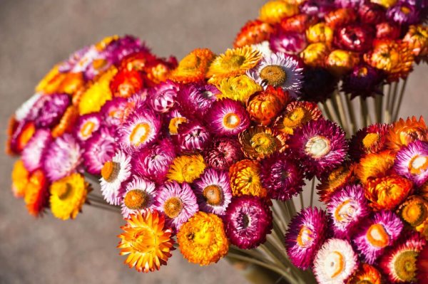 Гелихризум бессмертник сухоцветы