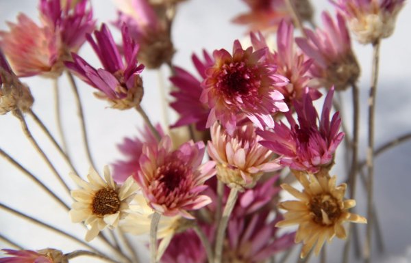 Ксерантемум однолетний