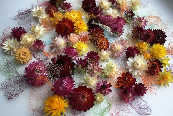 Гелихризум сухоцвет