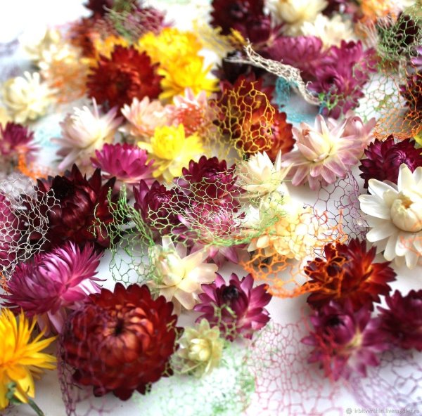 Сухостой гелихризум