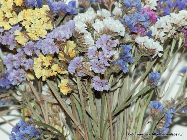 Гипсофила лимониум гербарий