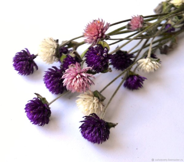 ,,Гомфрена гомфрена сухоцвет