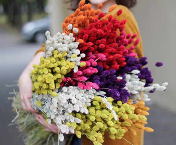 Рижский рынок цветы сухоцветы