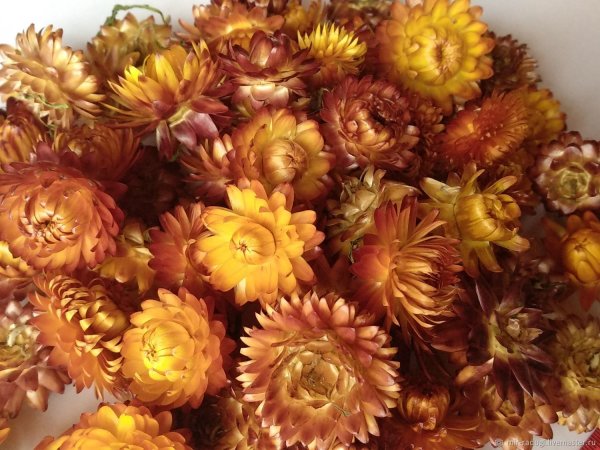 Цветы Бессмертники гелихризум
