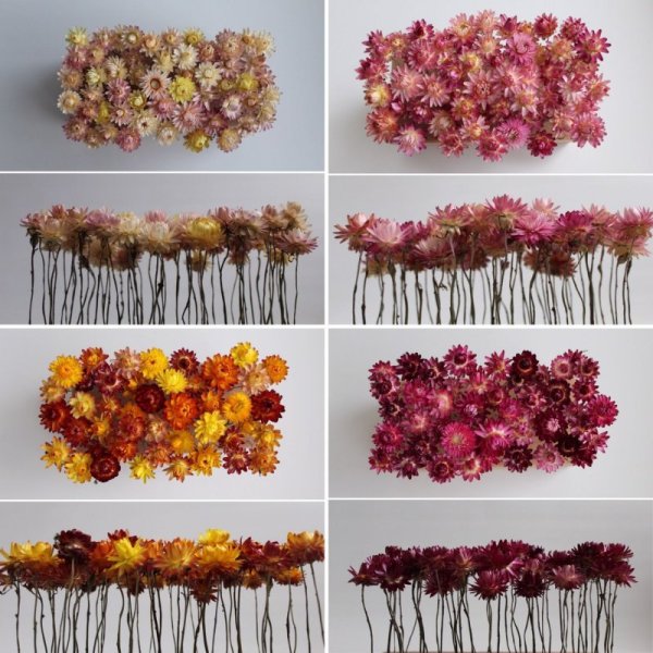 Гелихризум сухоцвет