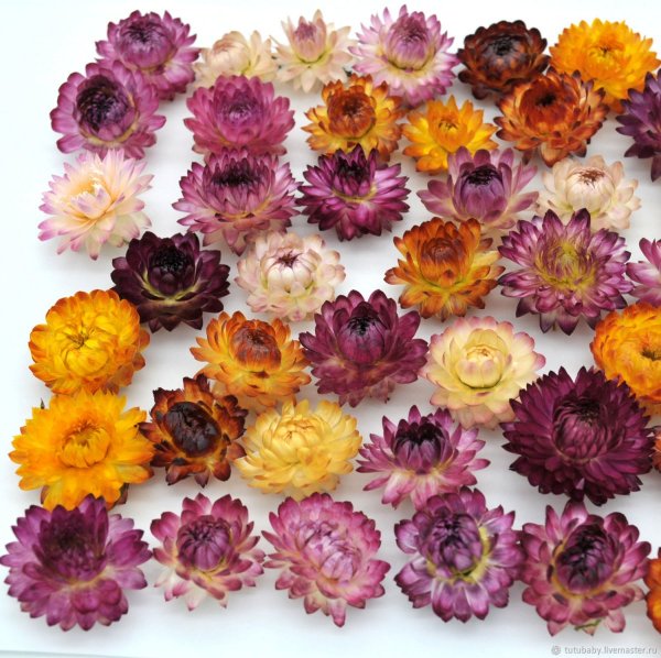 Цветы Бессмертники гелихризум