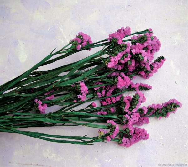 Цветы сухостой статица