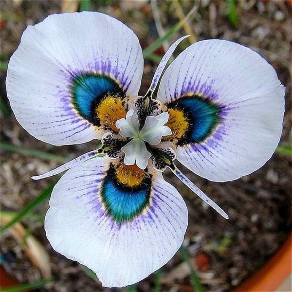 Moraea южноафриканская