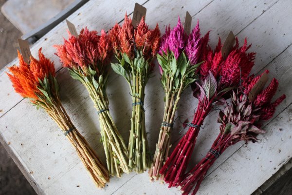 Целозия сухоцвет