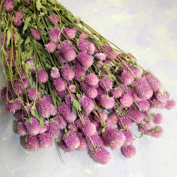 Гомфрена шаровидная сухоцвет