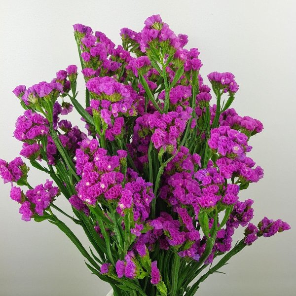 Сухоцветы кермек лимониум