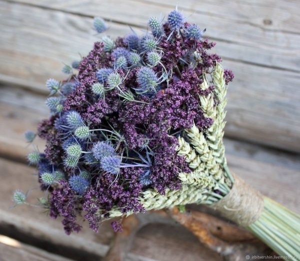 Синеголовник сухоцветник