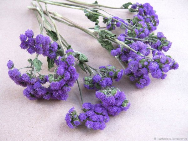 Лиатрис сухоцвет