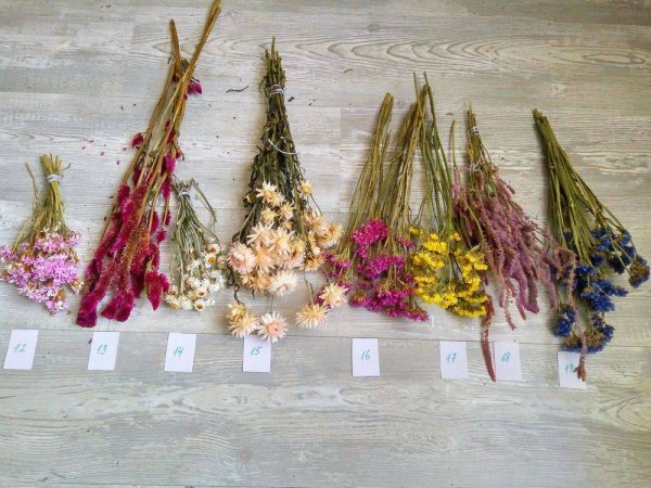 Сухоцветы на даче