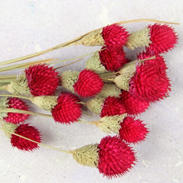 Гомфрена шаровидная сухоцвет