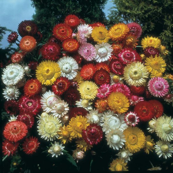 Цветы Бессмертники гелихризум