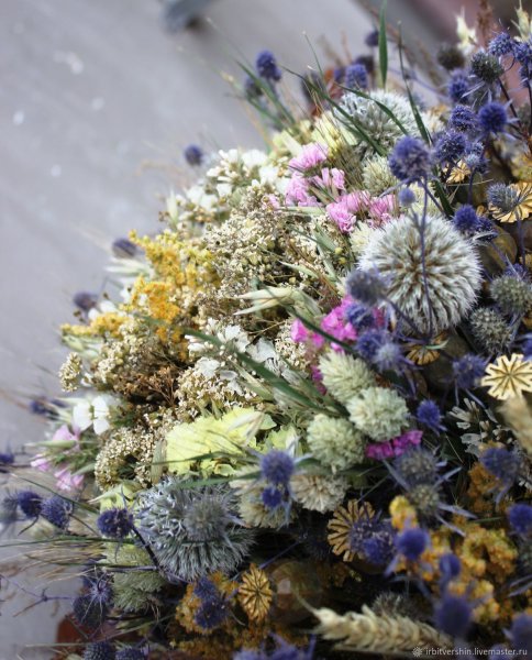 Берк сухоцвет