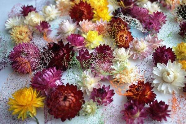 Гелихризум сухоцвет