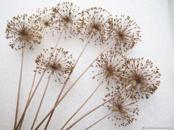 Амареллино сухоцвет