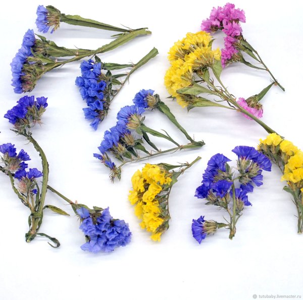 Статица сухоцвет