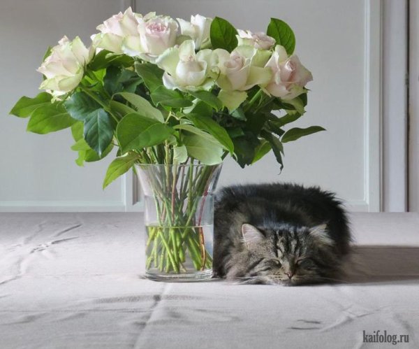 Кот и ваза с цветами