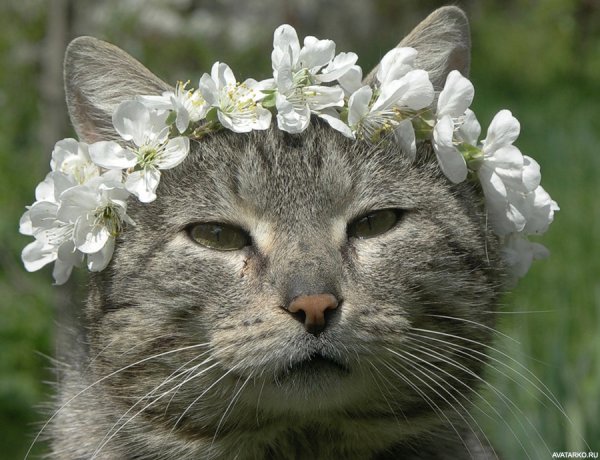 Кот с тюльпанами