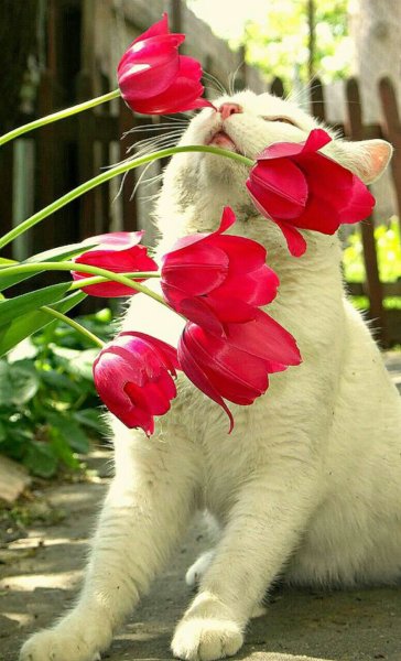 Кот дарит цветы