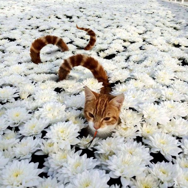 Кот в вазе с цветами