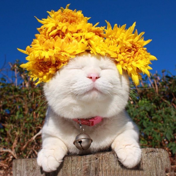 Кот с цветами