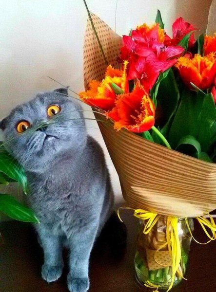 Котик с цветочком смешной