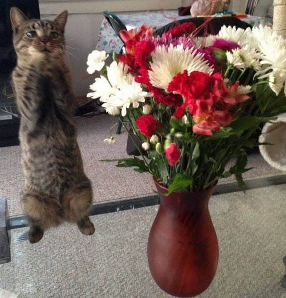 Кот в цветочном горшке