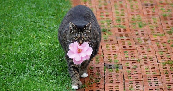 Кот в венке из одуванчиков