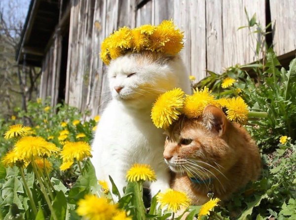 Коты и комнатные растения