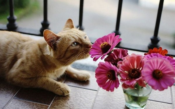 Котенок с цветами