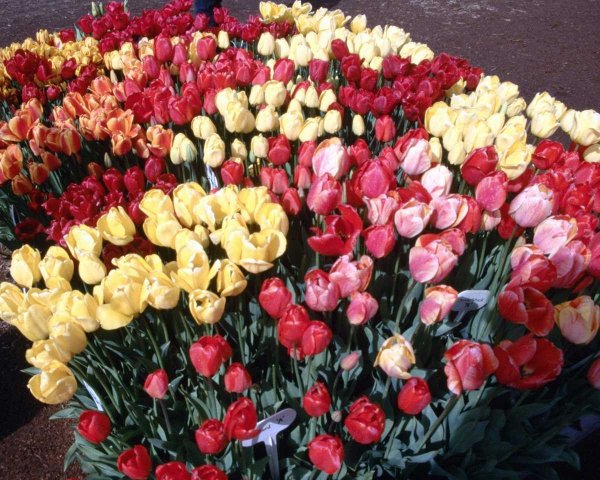 Шикарные цветы