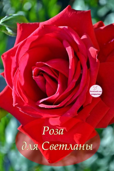 Розы для Светланы