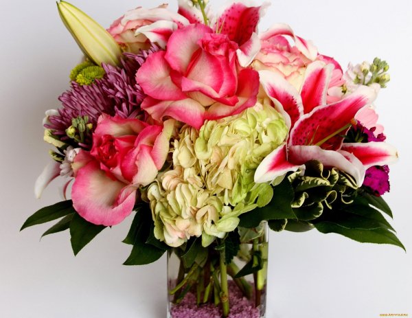 Гортензия роза Лилия