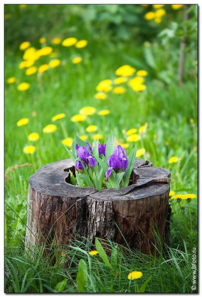 Живописный пень