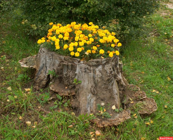 Цветы в пеньке