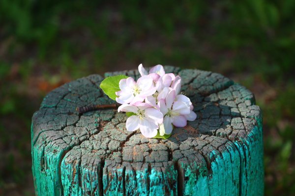 Цветы лежат на пеньке